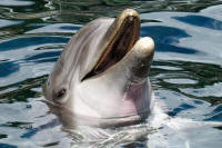 dolphin