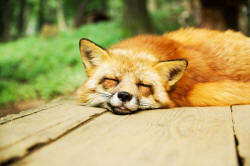 fox