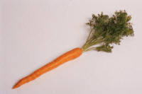 carrot